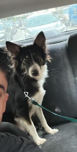 Mila, una Border Collie da adottare Foto 2